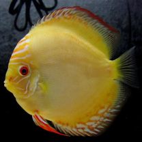 Discus Pigeon Golden L