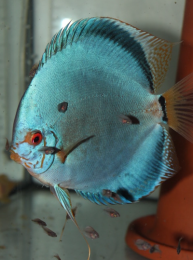Discus Texel Cobalt L