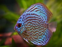 Discus Royal Blue L
