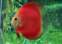 Discus Texel Red Melon XL