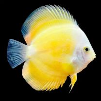 Discus Golden Melon L