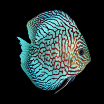 Discus Turquoise Checkerboard L