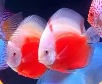 Discus Red Valentine L