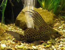 Synodontis eupterus