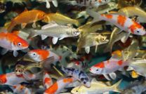 Cyprinus carpio select mix 16-18cm
