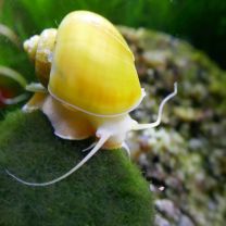 Ampullaria australis
