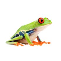 Agalychnis callidryas