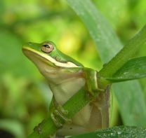 Hyla cinerea