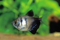 Gymnocorymbus ternetzi