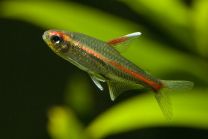 Hemigrammus erythrozonus