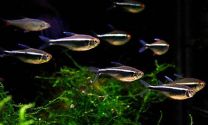 Hyphessobrycon herbertaxelrodi