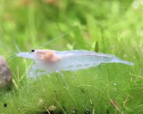 Caridina multidentata "AMANO SNOW" 