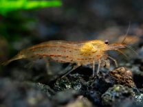 Caridina japonica oranž