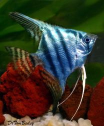 Pterophyllum scalare blue tiger