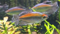 Phenacogrammus interruptus - Congo tetra XL