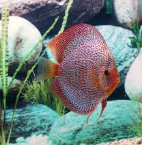 Discus Leopard Snake Skin S