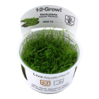 Vesicularia dubyana "Christmas" 1-2-GROW