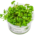 Marsilea hirsuta 1-2-GROW