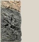 Slim-Line 60C 20x55 basalt