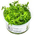 Rotala rotundifolia 'Green' 1-2-GROW