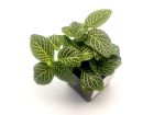Fittonia albivenis 'White Tiger' (Green)