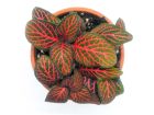 Fittonia albivenis 'Forest Flame' (Red)