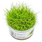 Eleocharis pusilla 'Mini' 1-2-GROW!