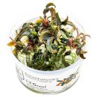 Bucephalandra 'Kedagang' 1-2-GROW