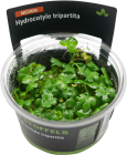 Hydrocotyle tripartita in-vitro   