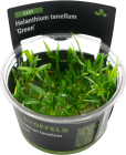 Helanthium tenellum 'Green' in-vitro