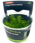 Pogostemon erectus in-vitro