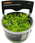 Pogostemon helferi in-vitro