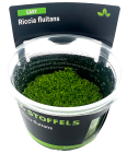 Riccia fluitans in-vitro