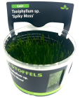 Taxiphyllum sp. 'Spiky Moss' in-vitro