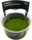 Taxiphyllum barbieri in-vitro