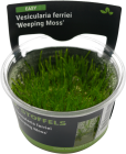 Vesicularia ferrieri 'Weeping Moss' in-vitro