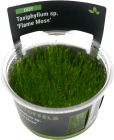 Taxiphyllum sp. 'Flame Moss' in-vitro