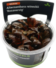 Alternanthera reineckii 'Rosanervig' in-vitro